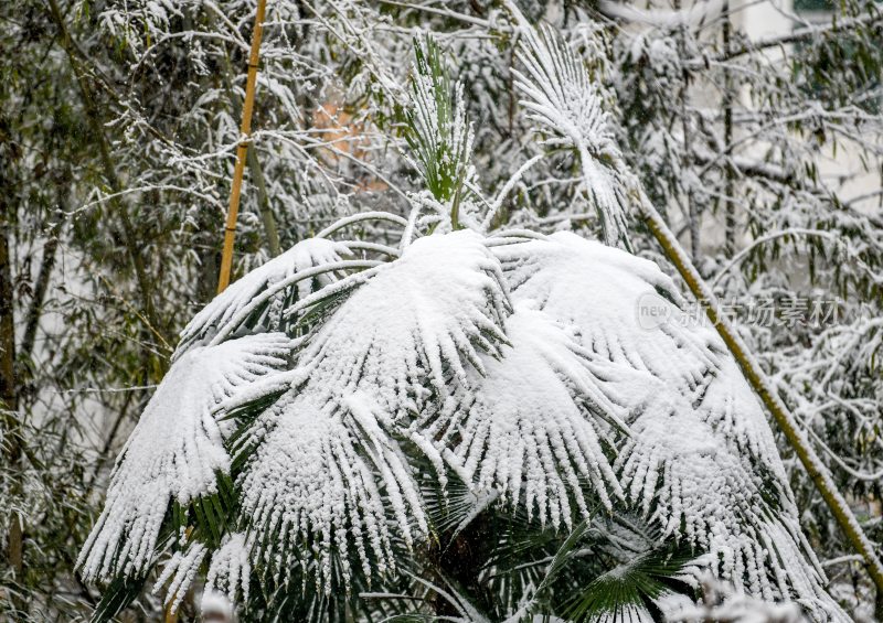 重庆酉阳：千氹田边飞白雪