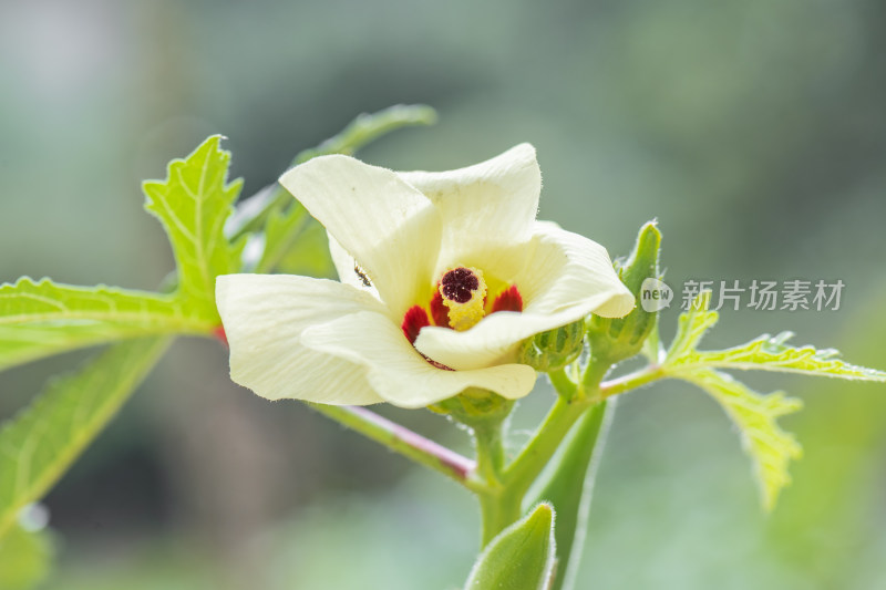 阳光下田地里秋葵盛开的花朵和花蕊