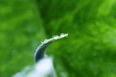 雨露均沾