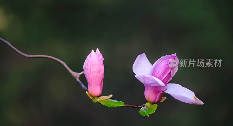 雨后的玉兰花