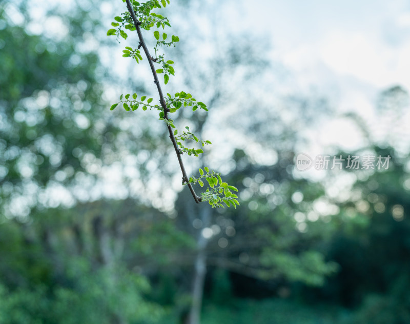 生长的植物叶子