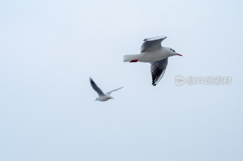 劳燕分飞的两只海鸥