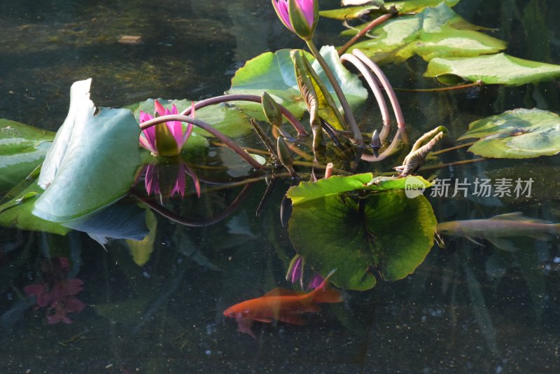 广东东莞：锦鲤在荷花底下游弋