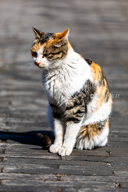 邹城孟府景区里的流浪猫特写镜头