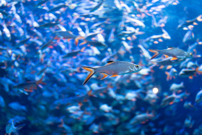 海洋馆水族馆热带泰国淡水鱼泰国鲫红鳍鲫