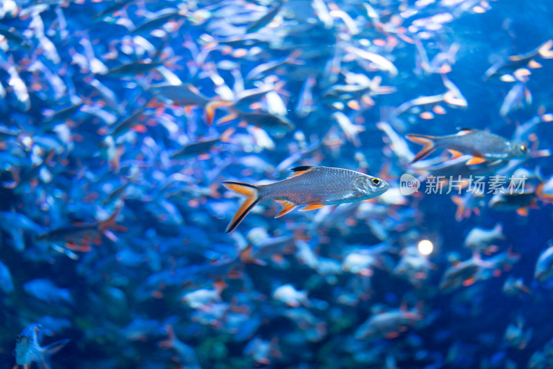 海洋馆水族馆热带泰国淡水鱼泰国鲫红鳍鲫