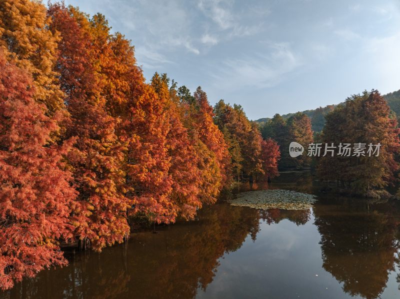 南京明孝陵燕雀湖秋季红杉林