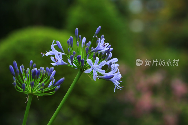 雨后欧石竹花