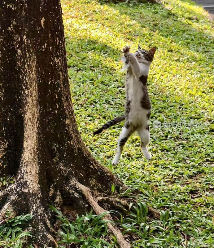 猫咪跳跃