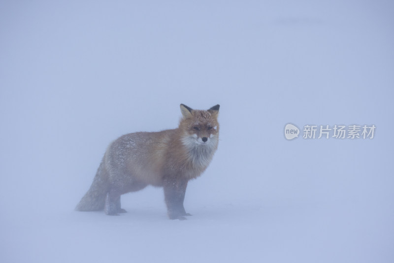 雪地中行走的狐狸