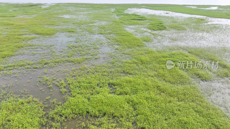 山东枣庄滕州市马河水库湿地风光