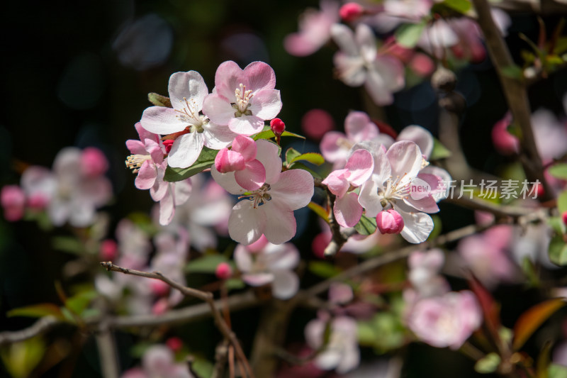 春天枝头绽放的粉红色海棠花