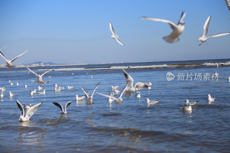 海边飞翔与栖息的海鸥