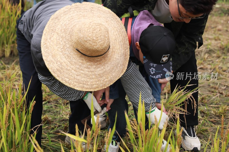 农民戴草帽在田间指导幼儿园小孩收割水稻