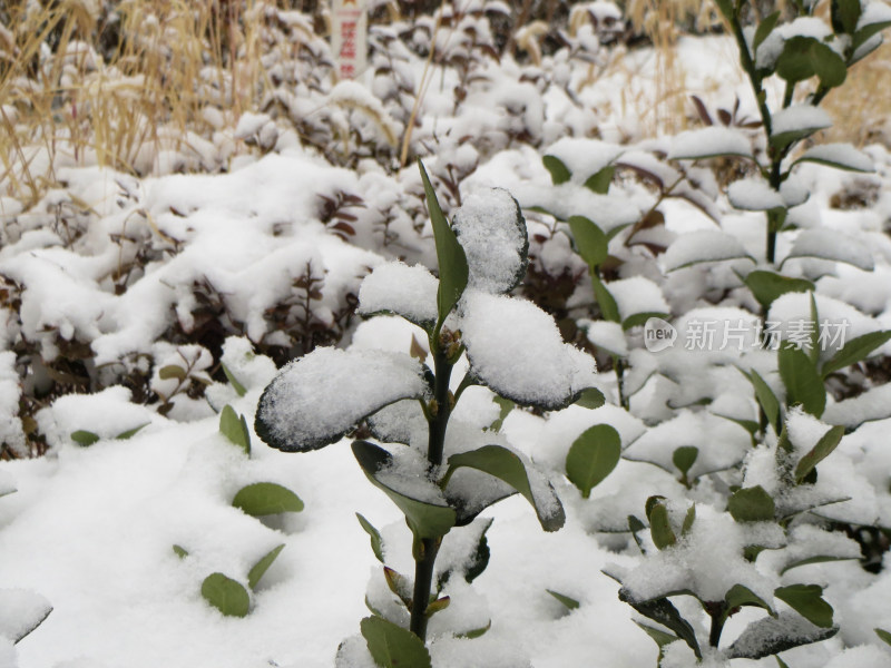 冬天雪花飘落到植物上积雪的照片