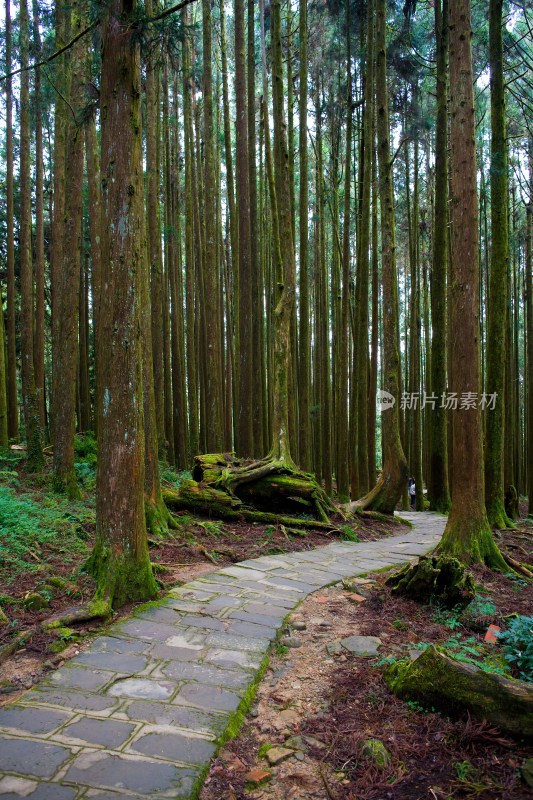 阿里山