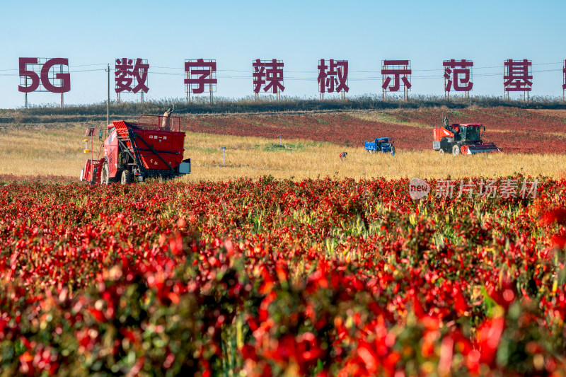 5G数字辣椒种植基地丰收航拍