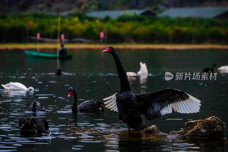 云南元阳普者黑景区池塘天鹅