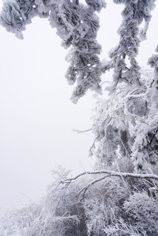 冬季大雪树木雾凇雪挂