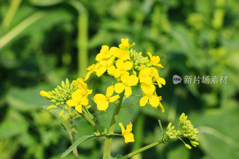 油菜花盛开