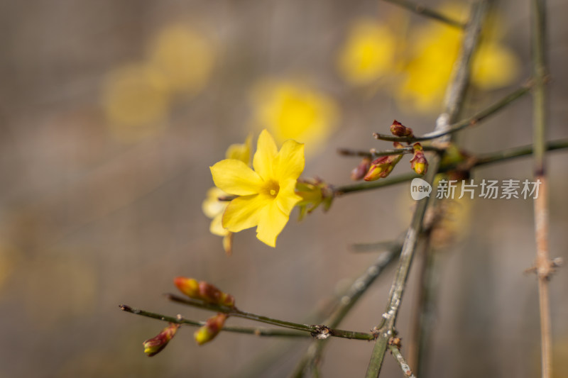 春天迎春花开