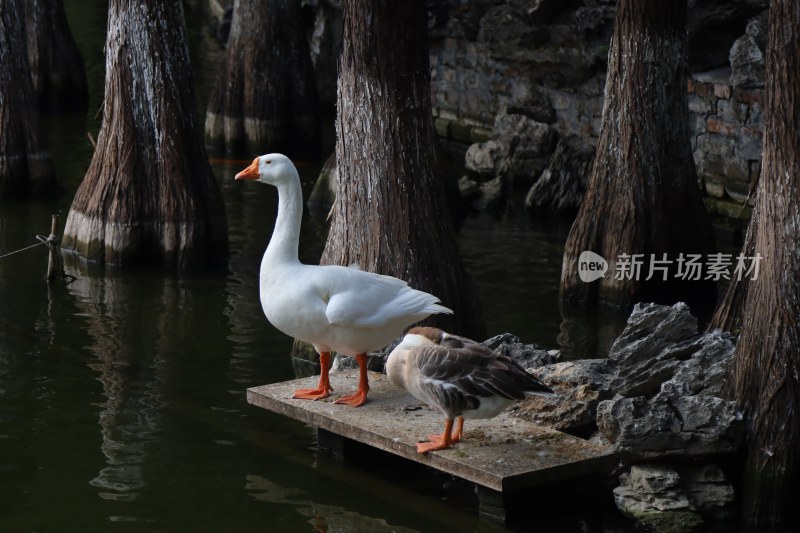 水边木台上站立的两只鹅