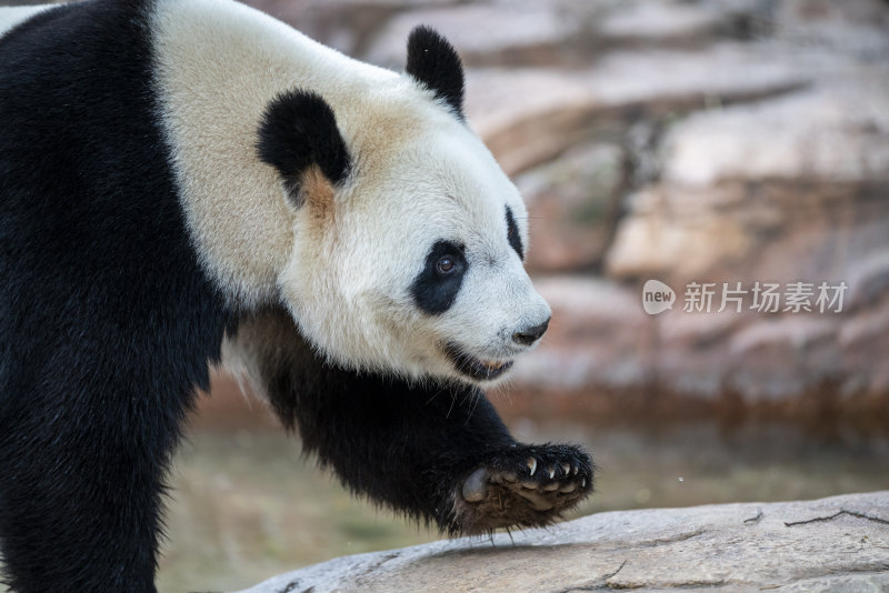 广东长隆野生动物园里的大熊猫