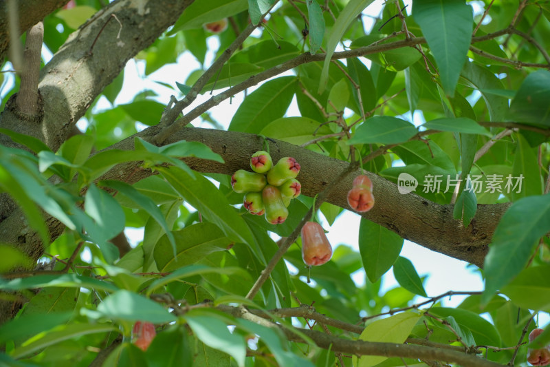 树上生长的洋蒲桃水果