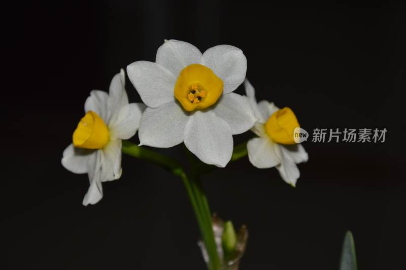 黑色背景的白色水仙花