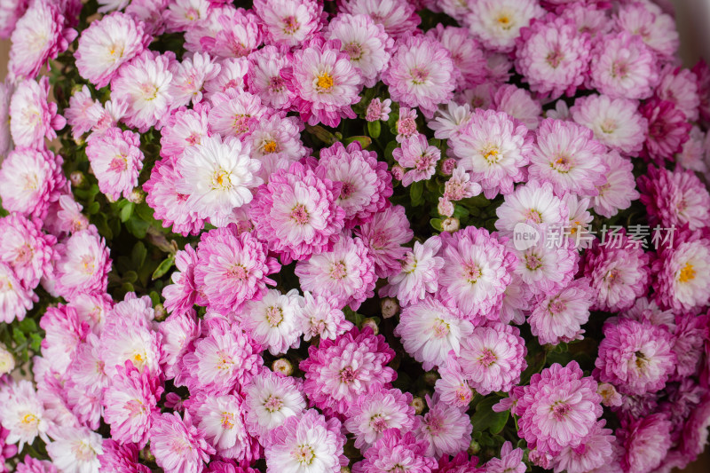 粉色菊花局部特写