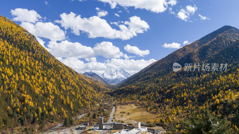 雅拉雪山秋天杉树松树彩林秋景