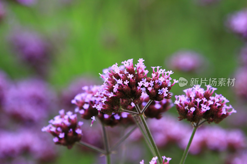 柳叶马鞭草紫色花