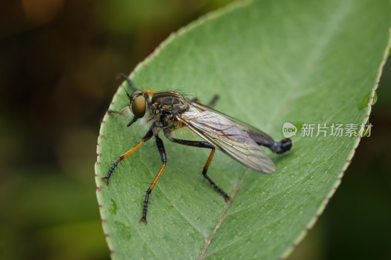 杭州余杭鸬鸟山叶片上的食虫虻微距
