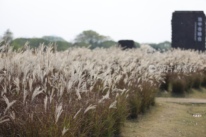 良渚古城遗址公园池中寺粮仓的芦苇荡