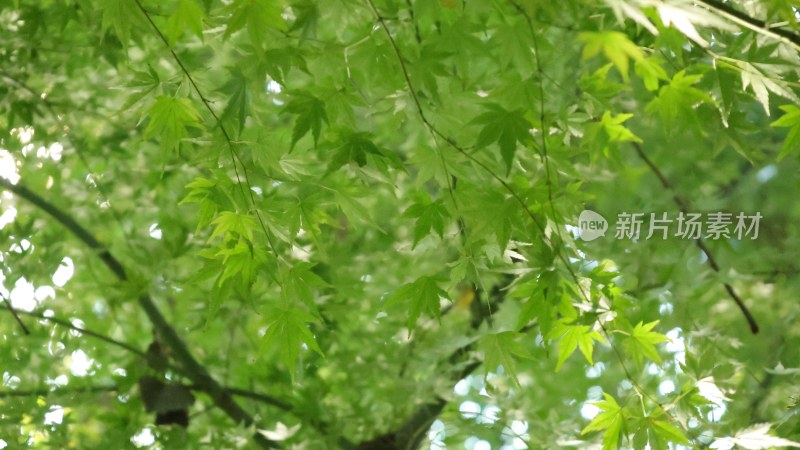 茂密绿色树叶自然景象