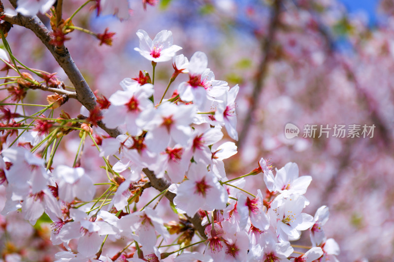 春日浪漫樱花特写