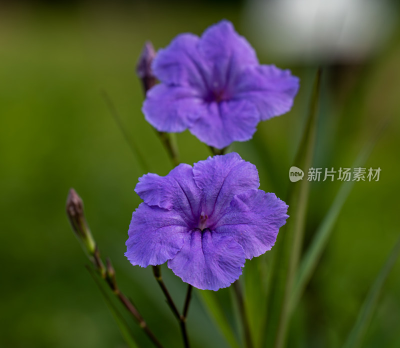 户外盛开的蓝花草