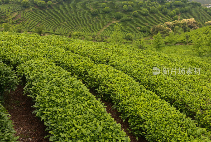 绿意盎然的大片整齐茶树园景观