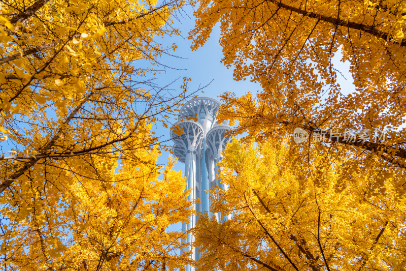 北京奥林匹克塔银杏秋景