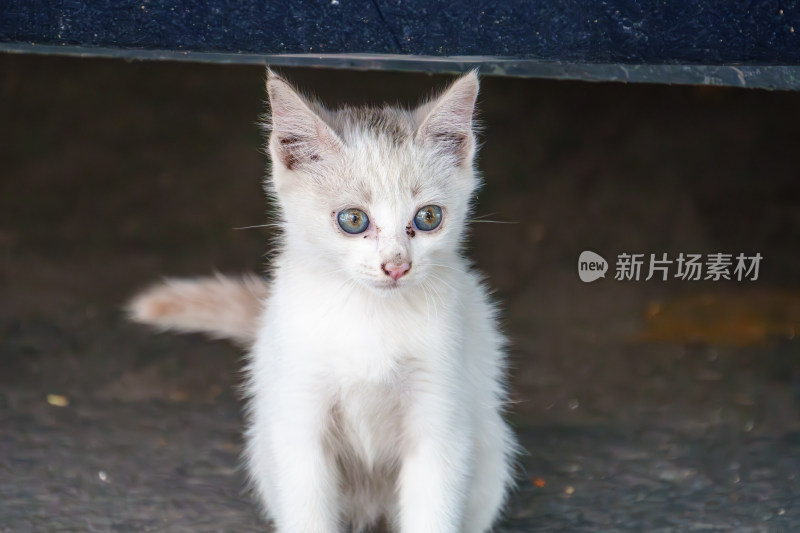 户外的流浪小猫