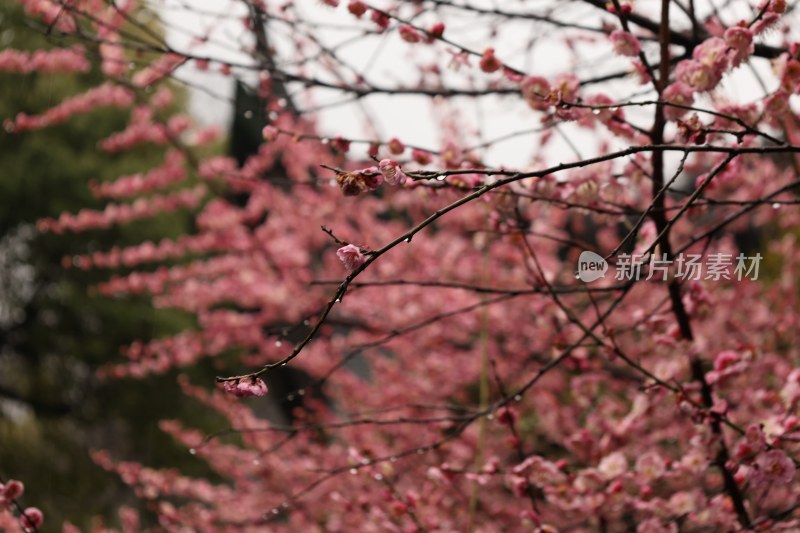 山水梅韵