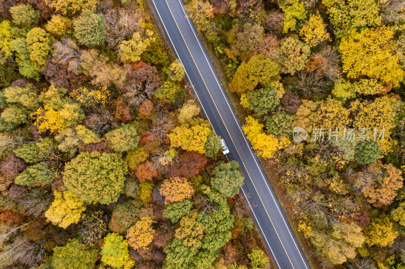 秋季森林与道路