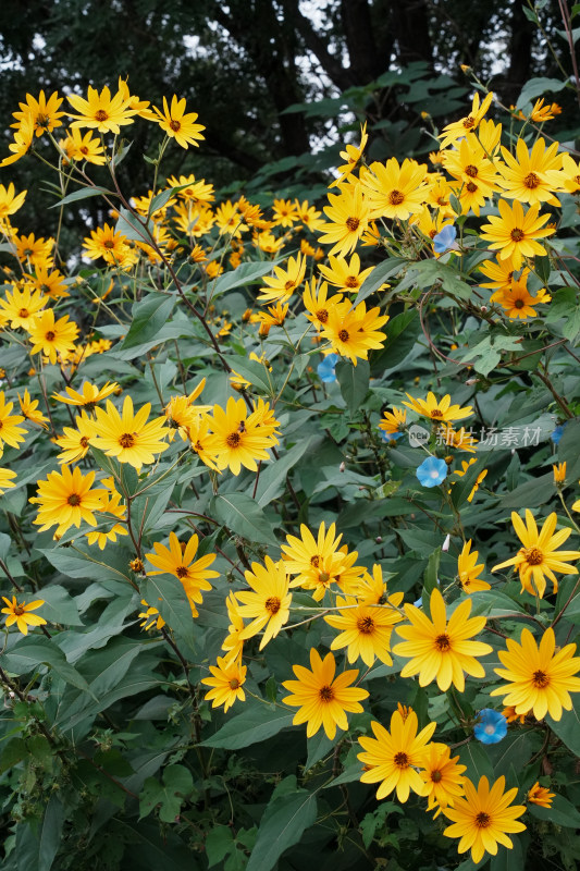 北京圆明园公园盛开的菊花