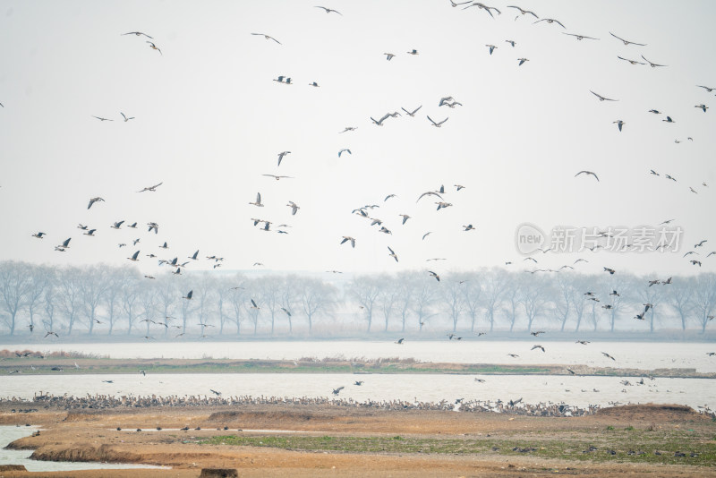 武汉东西湖府河湿地候鸟
