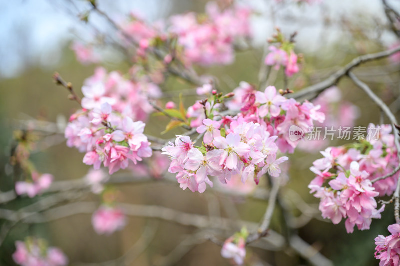 樱花特写拍摄