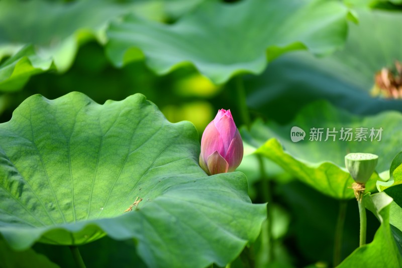 莲花荷花荷花池