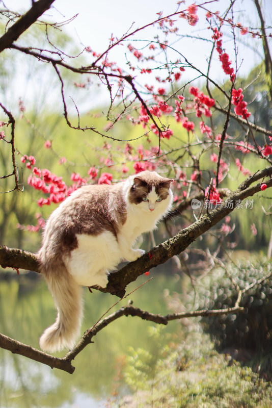 树枝上的猫特写镜头