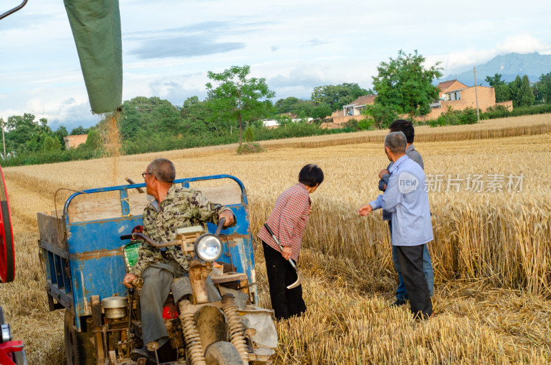 陕西渭南，芒种时节的金色麦田在进行收割