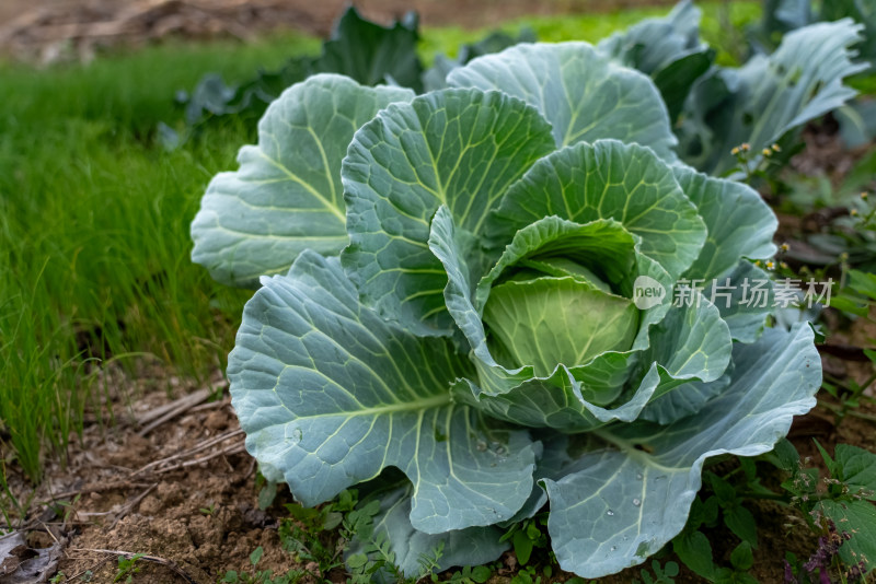 田野生长的包菜卷心菜洋白菜