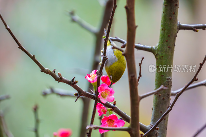 吃花蜜的灰腹绣眼鸟